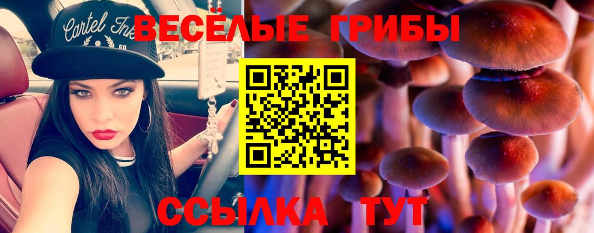 Галлюциногенные грибы Cubensis Новоалександровск